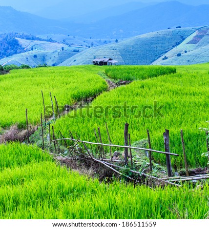 Landscape of the lined Green terraced rice field on the mountain in Chiang mai  Province, Thailand 
