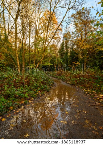 A trail through Harvington Park, Beckenham, Kent, UK. The golden autumn trees are reflected in the water that sits in a puddle on the footpath. Image of England in the fall.