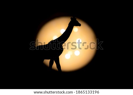 giraffe and neck photographed with bright light in background and with short shutter speed with clear shadow
