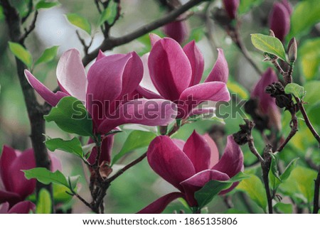 Blossoming of pink magnolia flowers with green leaves in spring time, floral natural seasonal background