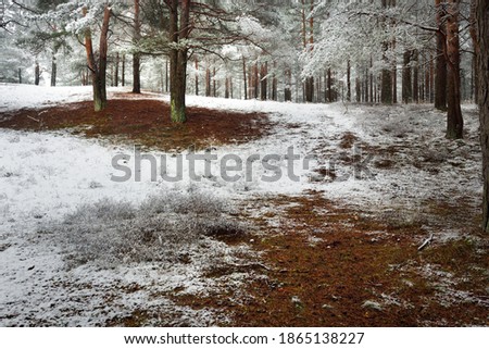 Pathway through the hills of the evergreen forest in a fog. Mighty pine, spruce, fir trees covered by the first snow. Early winter. Atmospheric landscape. Ecotourism, nordic walking, nature, seasons