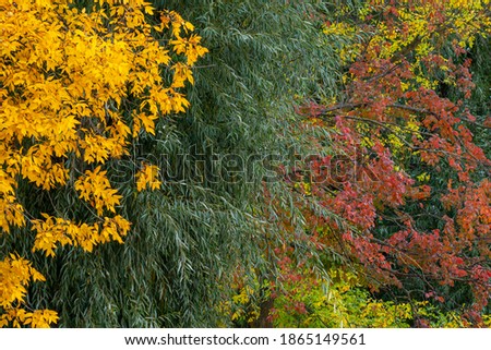 Beautiful different colors of autumn trees. Bright yellow, green and red foliage of diferent trees growing together outdoors.