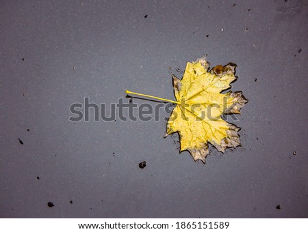 Late fall. Rain. Yellow autumn leaf on black wet asphalt.