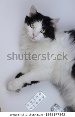 white and black fluffy cat and blank packages from pills on a white background. Animal health concept