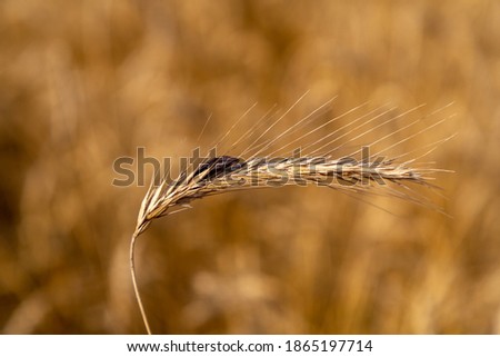 rye with ergot (fungus) in field Royalty-Free Stock Photo #1865197714
