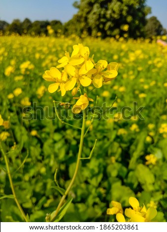 Close up of Mustard Flowers. Yellow Flowers of Mustard.Full frame shot of mustard flowers.Colorful yellow mustard are in bloom.Spring blossom. Copy Space.
With Selective Focus on the Subject.