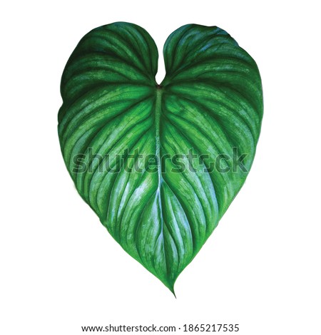 Philodendron plowmanii. High resolution printable. Tropical plant collection. Royalty-Free Stock Photo #1865217535