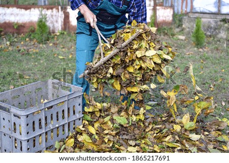 Farmer loads traditionally with rake yellow autumn leaves into a crate in the village