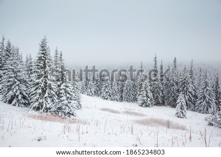 Moody view of the fairy-tale woodland on a frosty day. Location place Carpathian mountains, Ukraine, Europe. Christmas holiday concept. Happy New Year! Discover the beauty of earth.