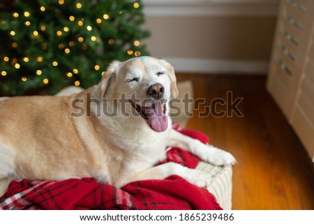 Laughing dog laying on a red blanket next to a Christmas Tree