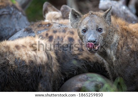 A group of spotted hyenas covered in mud, Crocuta crocuta, eat from a carcass