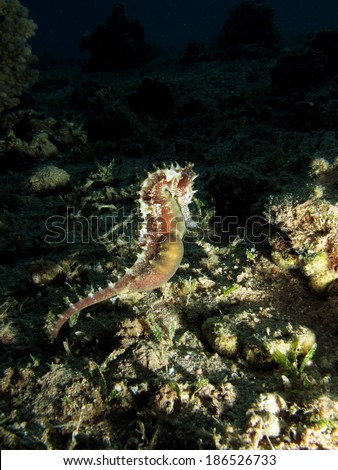 Brown pregnant seahorse on a coral reef
