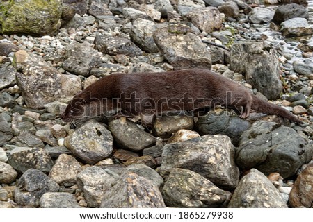 Eurasian Otter (Lutra lutra) Immature walking across pebble beach.