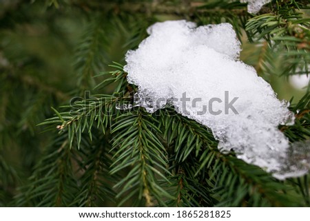 Snow on green spruce branches close up