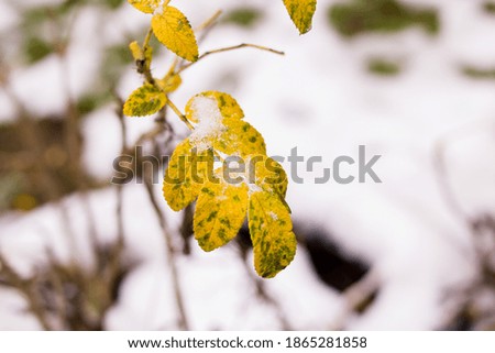 Snow on yellow plant leaves close up