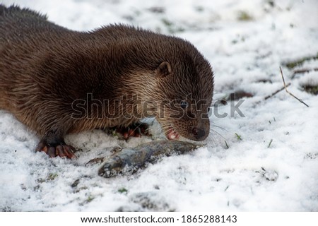 Eurasian Otter (Lutra lutra) Immature eating fish on snow covered ground.