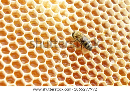 Honeycomb with fresh honey in a frame with bees on it, close up