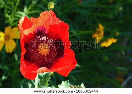 OPEN RED POPPY IN A GARDEN WITH YELLOW DAISIES IN THE BACKGROUND