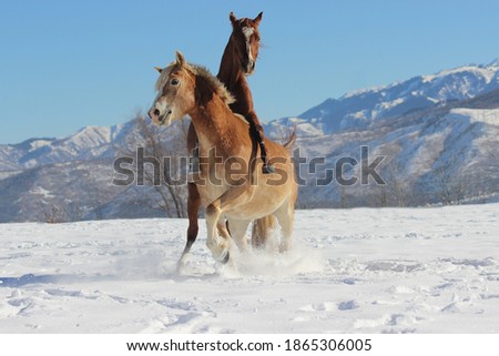 Playing horses in the snow, young horses sort out the relationship