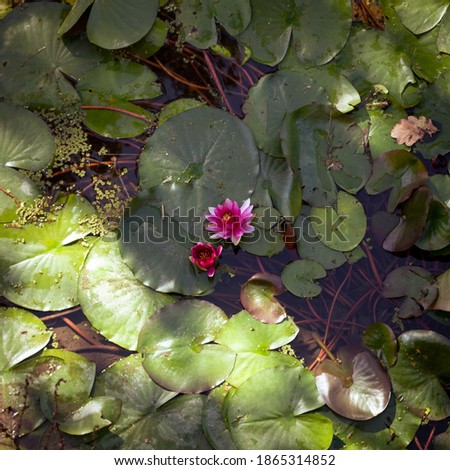 pink water lily with open flower