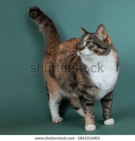 colored cat on a light green background. High quality photo