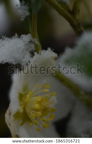 White Hellebore flower in the snow outdoors close-up