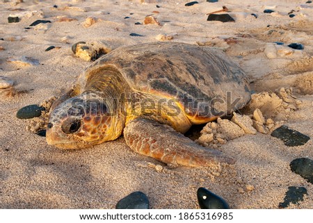 Loggerhead turtle after nesting in Boa Vista, Cape Verde, heads out to sea.