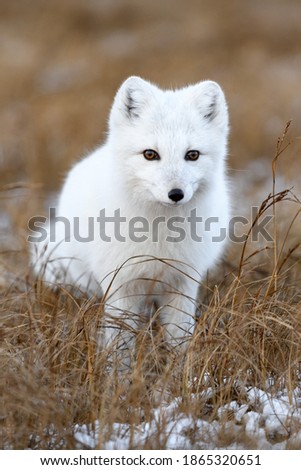 Arctic fox in winter time in Siberian tundra close up. Royalty-Free Stock Photo #1865320651