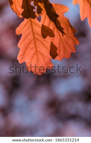 Autumn oak leaves. Autumn natural background. Shallow depth of field.