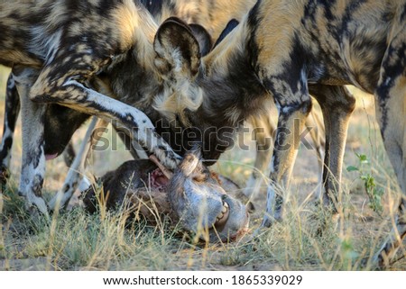 African wild dog (Lycaon pictus) aka African hunting dog, Cape hunting dog, feeding, painted wolf. Ghanzi. Botswana