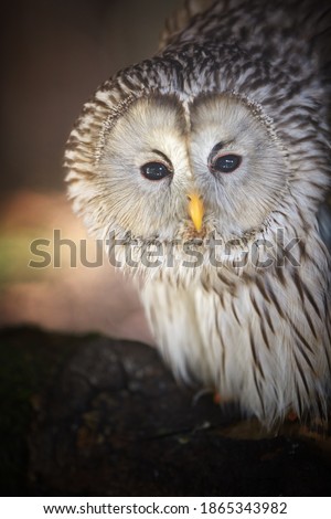 Portrait of Ural owl, Strix uralensis, isolated on blurred forest background. Large nocturnal owl, staring at camera. Vertical picture. Czech republic, East Europe.