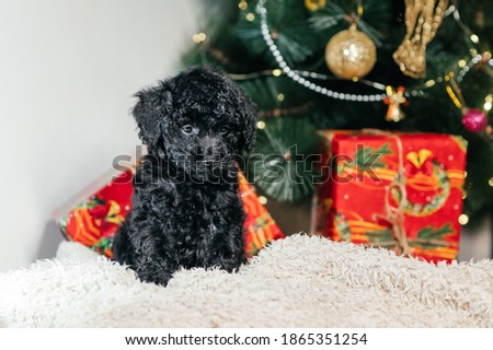 Funny little poodle dog sits under a Christmas tree near gift boxes and is sad. Upset dog at Christmas.