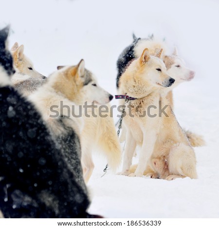Sled Dogs Resting