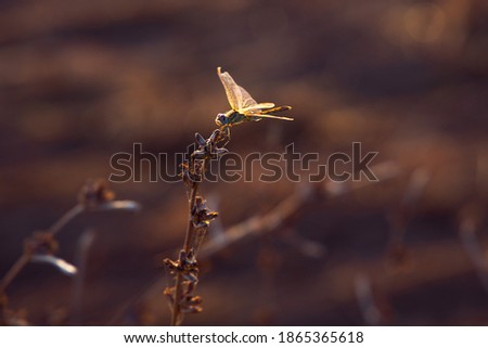 Dragonfly Insect, still portrait, with back daylight on the branch at Sunset