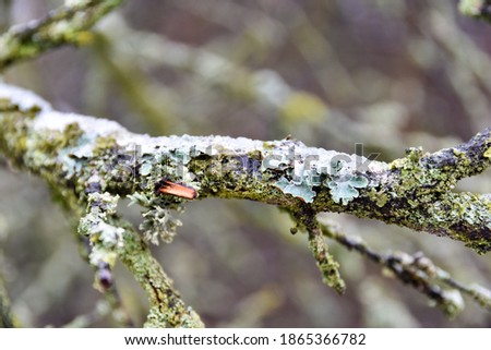 view of old tree branch with snow
