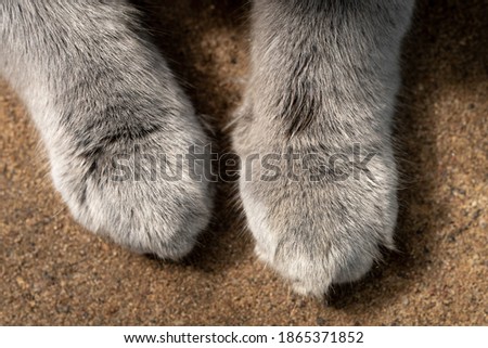 Furry gray paws of a british shorthair cat on the sand outdoors close up. View from above.