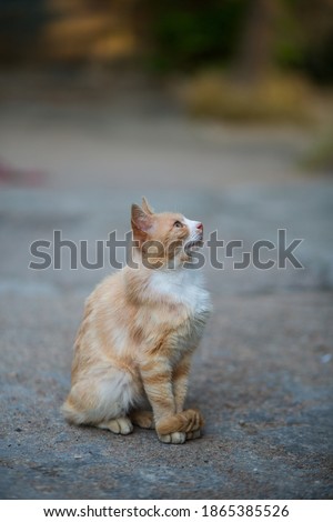 Red-haired white homeless cat sits on a city street.