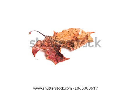 Autumn leaves on a white isolated background. The concept of falling leaves, changes, change of season to fall.
