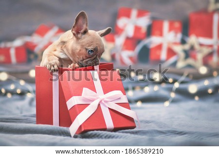Shy French Bulldog dog puppy hiding in red Christmas gift box with ribbon surrounded by seasonal decoration