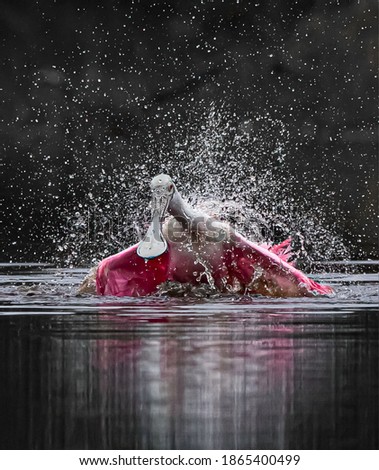 Rosette spoonbill splashes in the pond while bathing