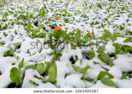 Orange Calendula flowers in the snow. White snow on flowers in the Park. In winter, calendula blooms in the Park.