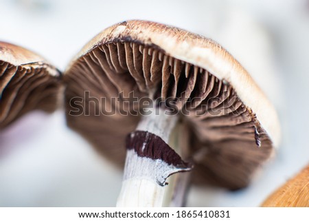 cultivation of hallucinogenic mushrooms psilocybin cubensis