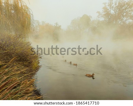 Peaceful scenery, foggy morning at the lake.