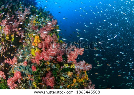 Colorful tropical fish swimming around a tropical coral reef in Thailand