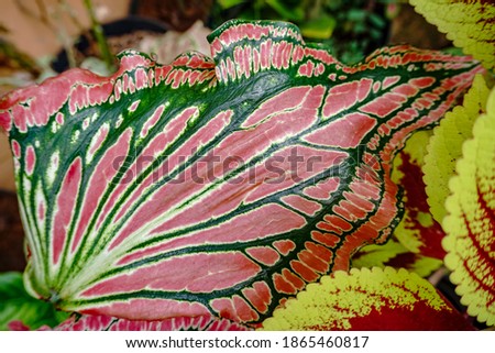 Beautiful color and texture of flowers leaves. red and green leaf in the flower garden. 