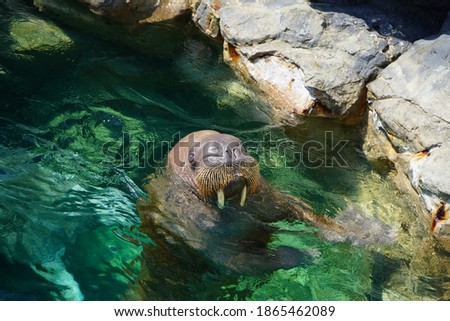 Looking at this swimming walrus