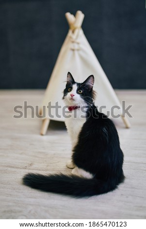 Playful cat in the apartment. Cozy photo session with animals.