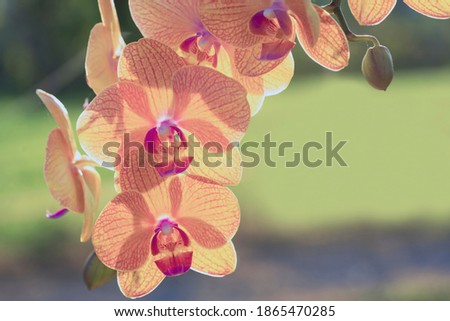Orange Phalaenopsis Orchid flower house plant. Floral background. Selective close-up focus. Sepia old picture Vintage.