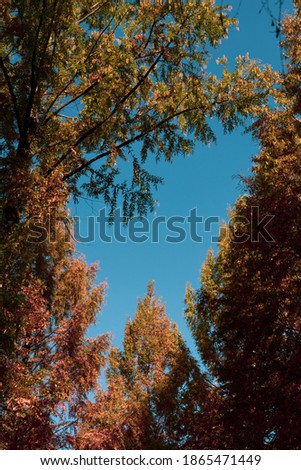 Yellow autumn foliage golden trees with blue sky