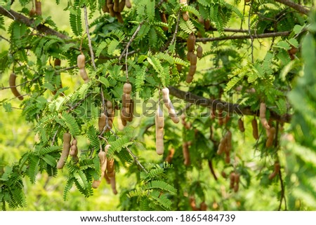 Sweet tamarind and leaf on the tree. Raw tamarind fruit hang on the tamarind tree in the garden with natural background.